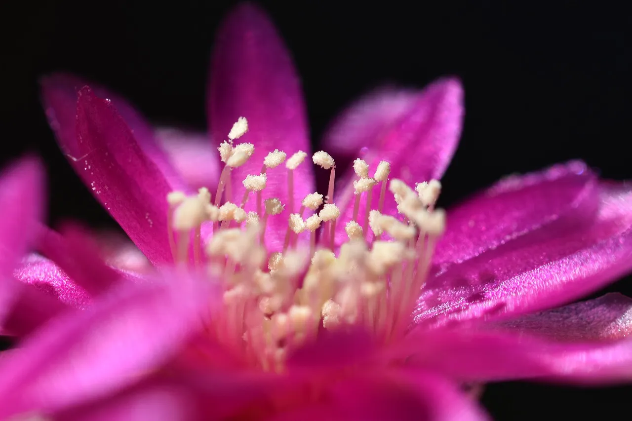 sulcorebutia albissima flower 2021 4.jpg
