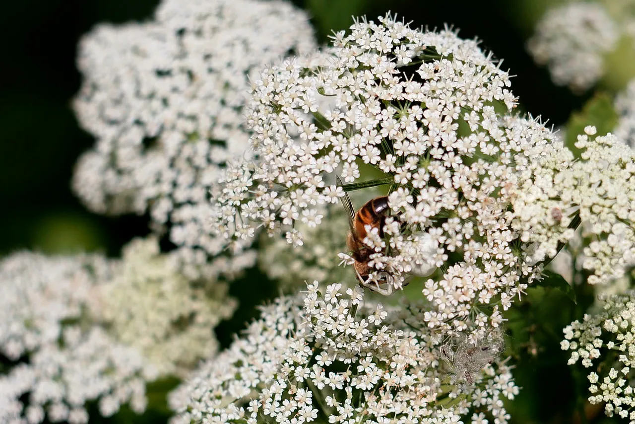 bee crab spider garden 7.jpg