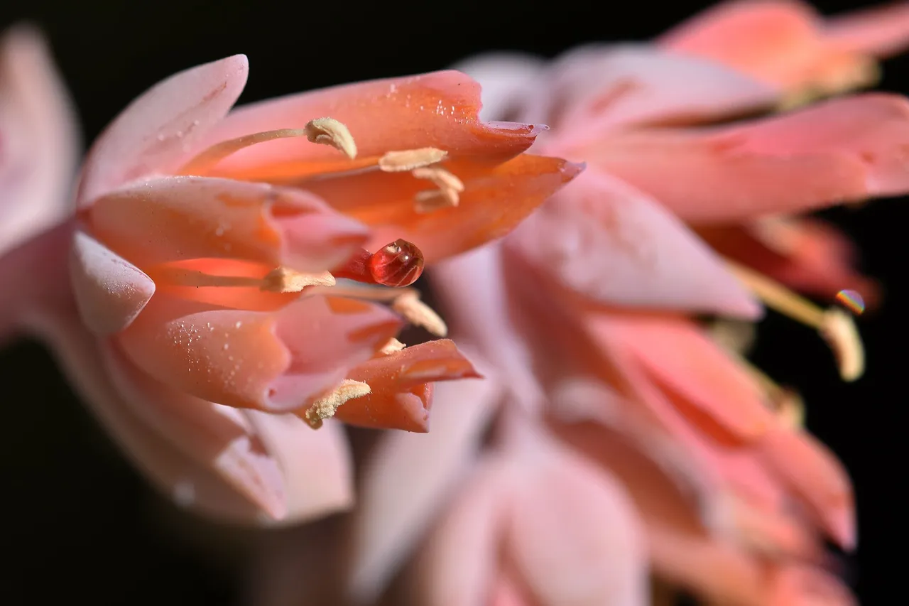 Echeveria runyonii topsy turvy 2022 flowers 7.jpg