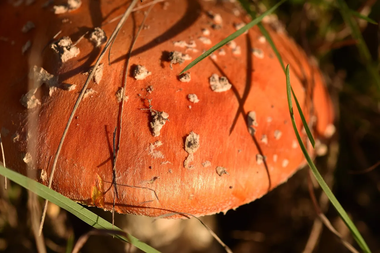 amanita sunset 6.jpg