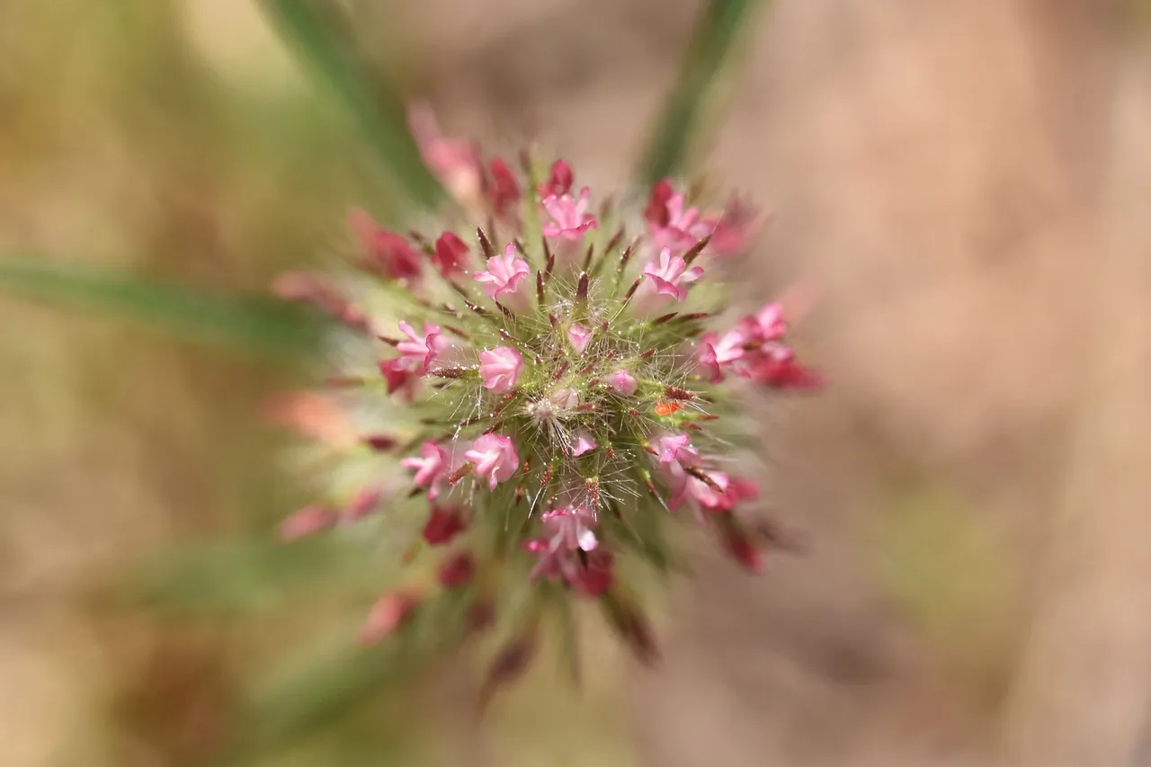 Trifolium angustifolium clover 10.jpg