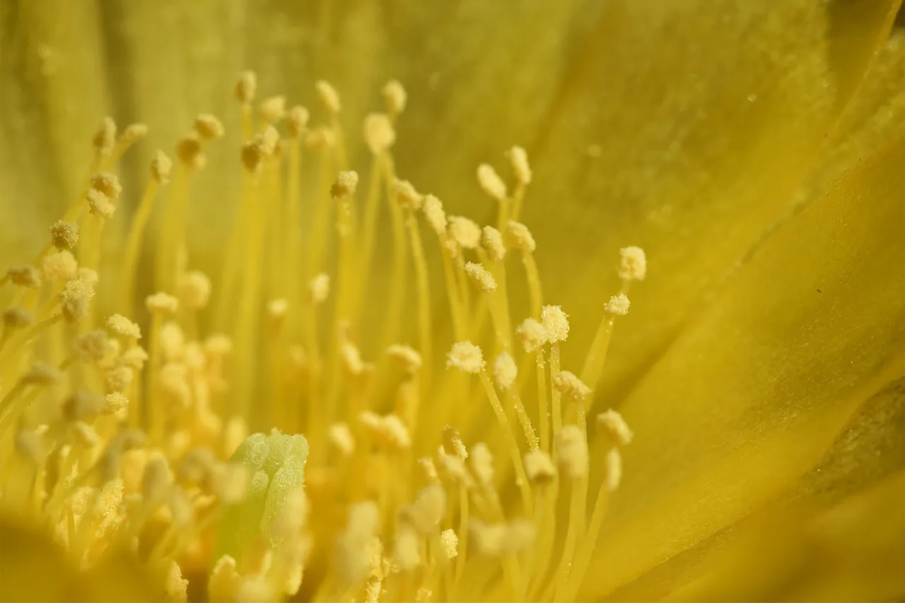 Lobivia Arachnacantha yellow 2021 8.jpg