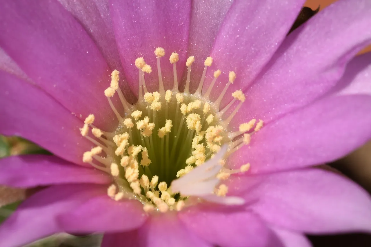 Lobivia Wrightiana flower 2021 8.jpg