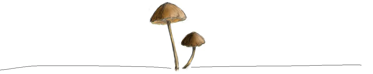 mushrooms footer.jpg