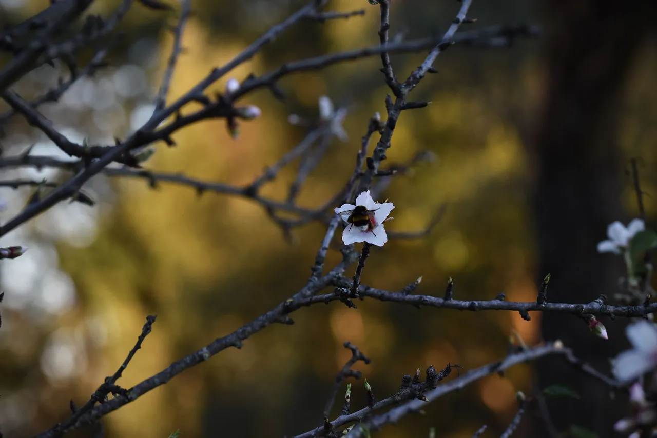 Almond blossom jan  11.jpg