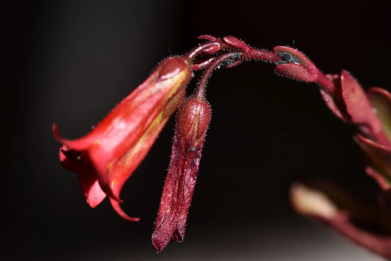 Kalanchoe manginii flowers 2022 5.jpg