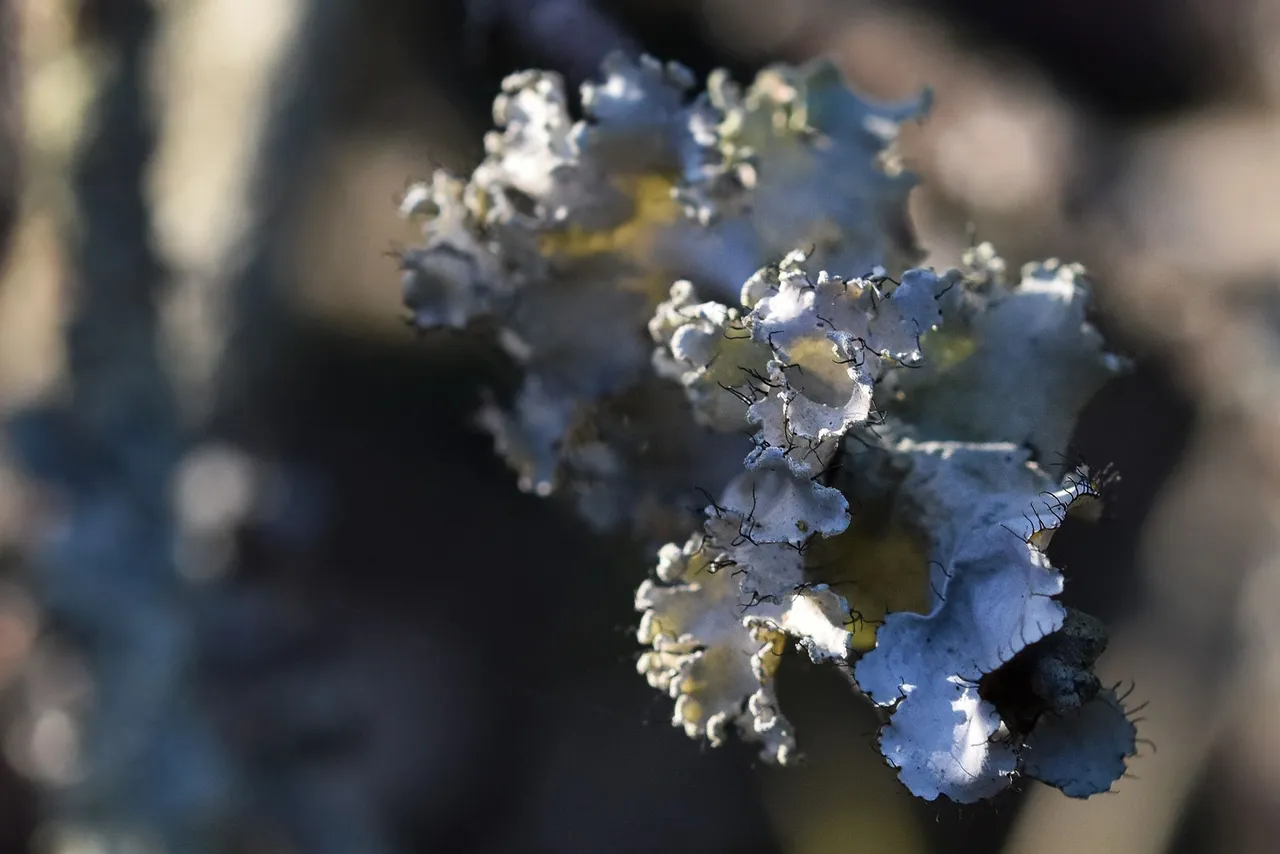 lichen cork 7.jpg