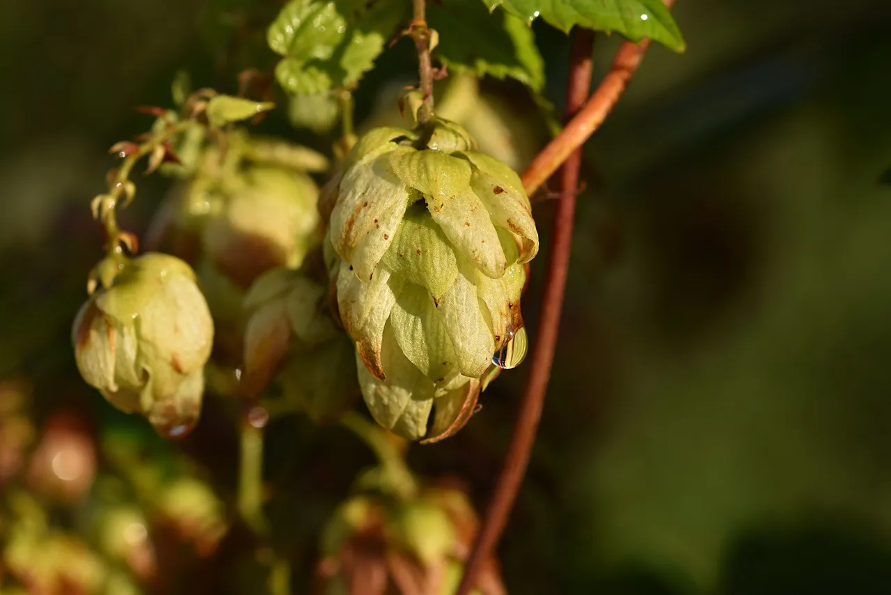 Hops autumn pl 1.jpg