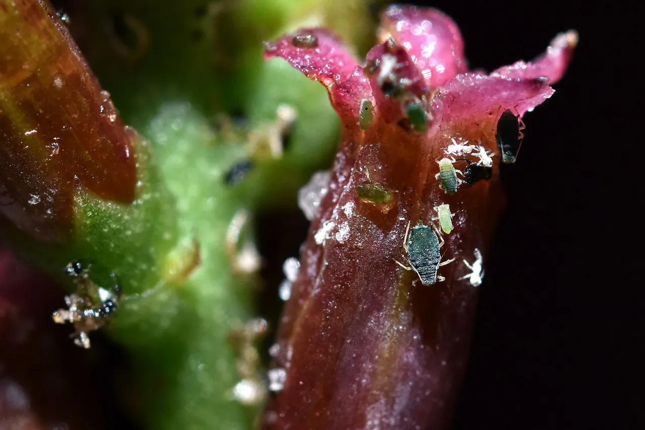 Adromischus cooperi flower 2022 aphids 1.jpg