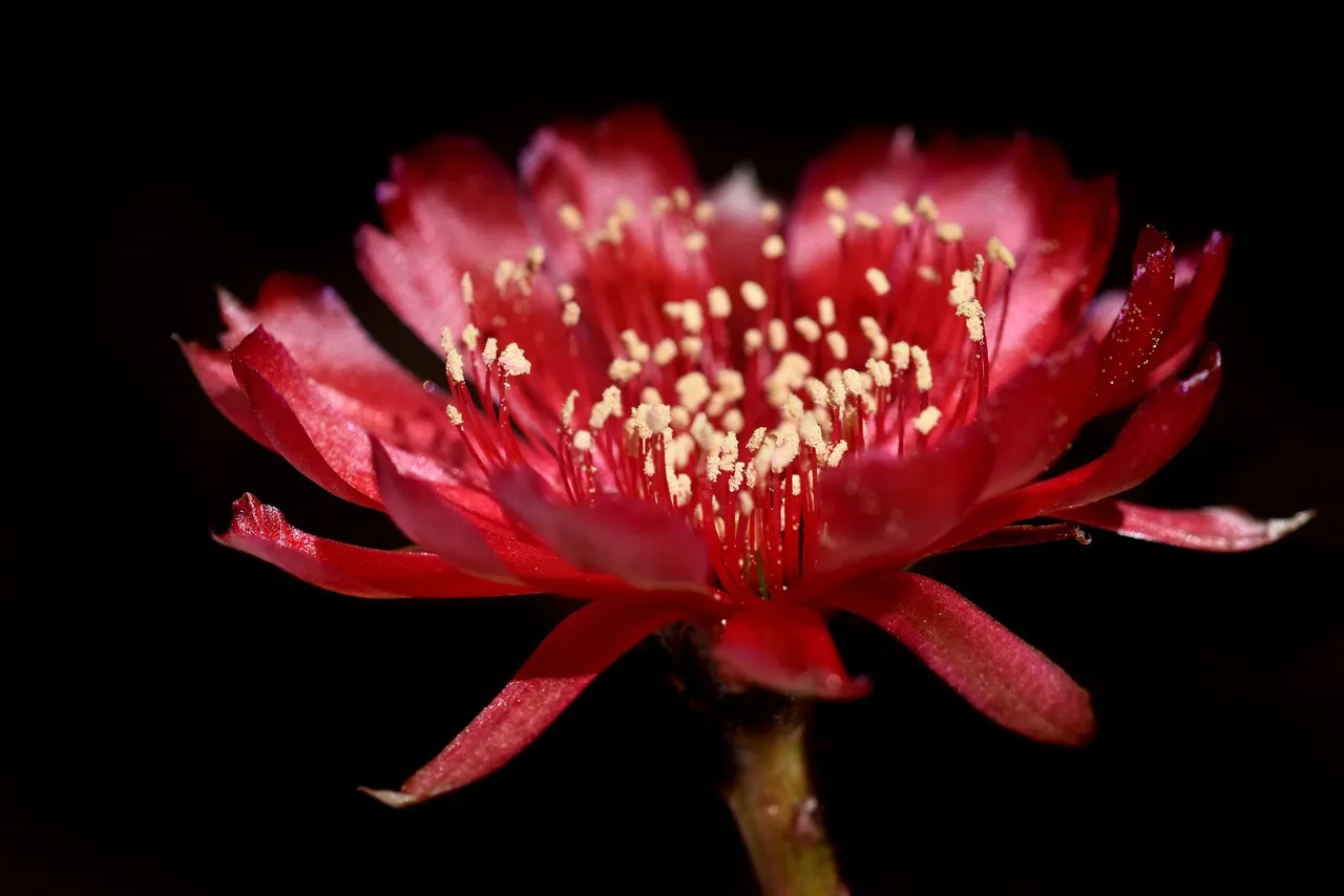 Lobivia arachnacantha adrijana 2021 1.jpg