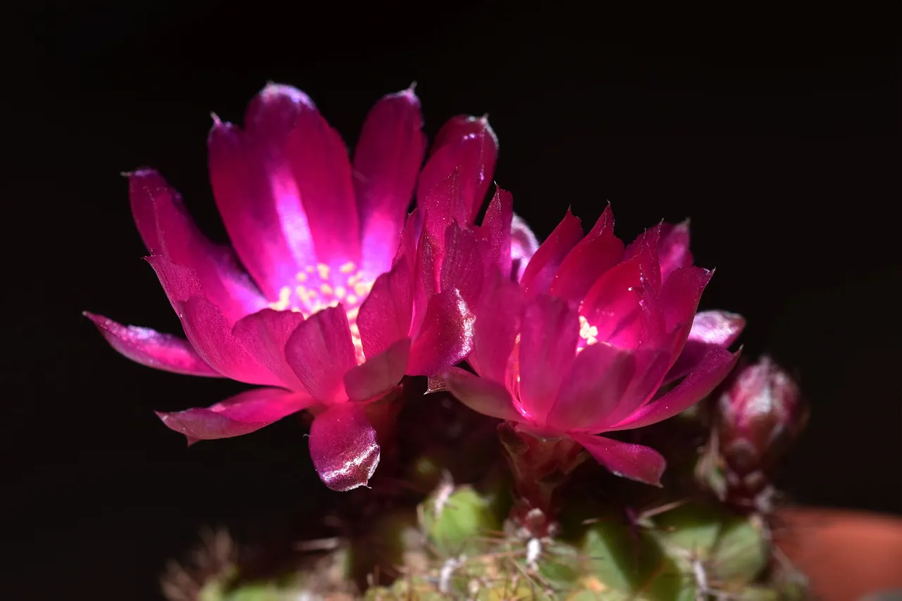 Sulcorebutia frankiana flowers 2021 2.jpg