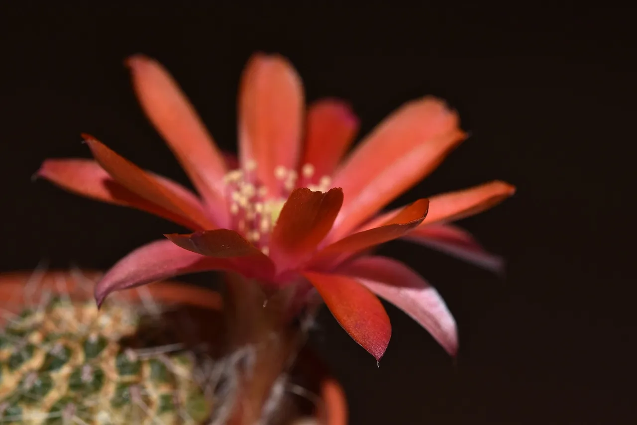 Mediolobivia atrovirens var. ritteri 2021 3.jpg