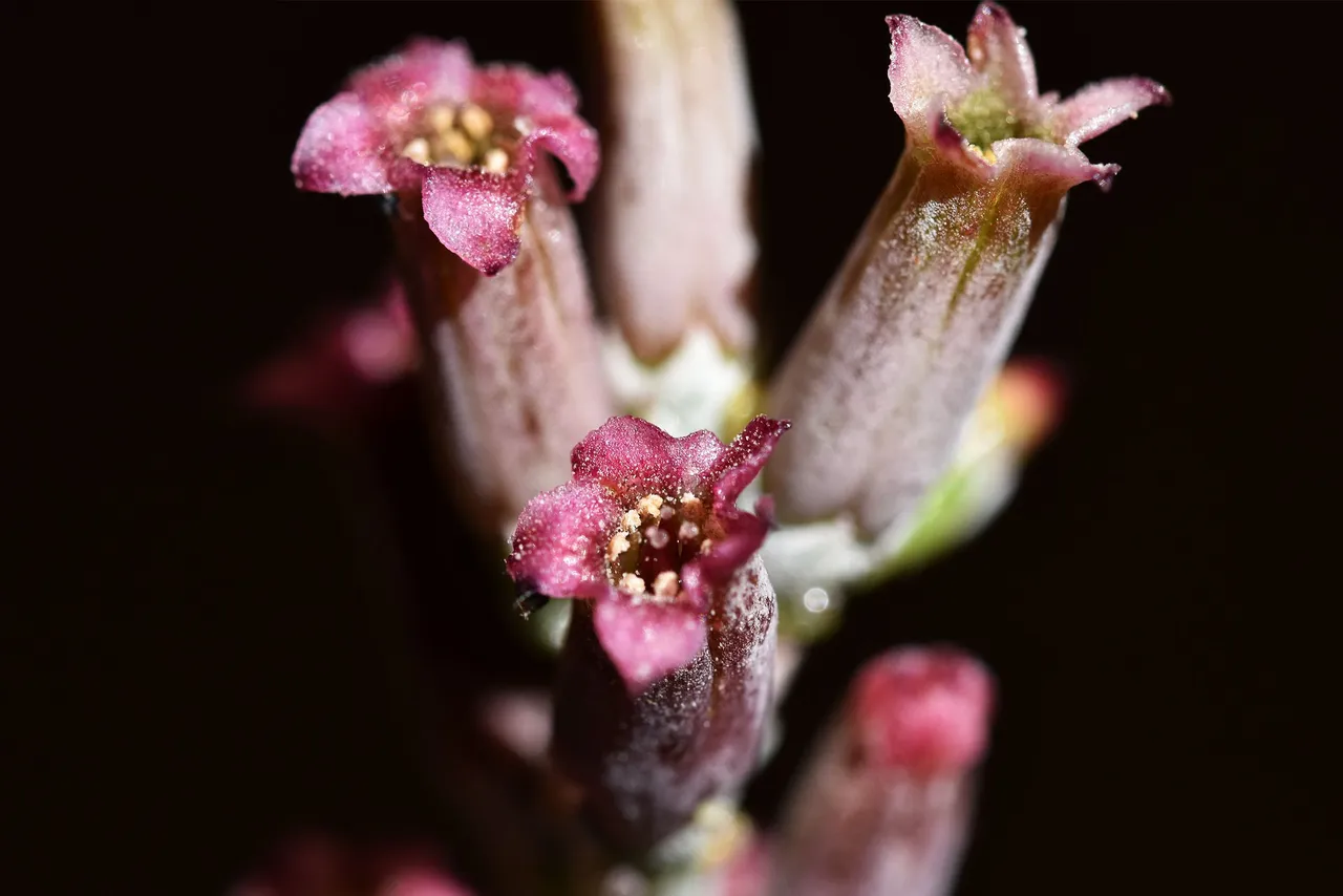 Adromischus cooperi flower 2022 8.jpg