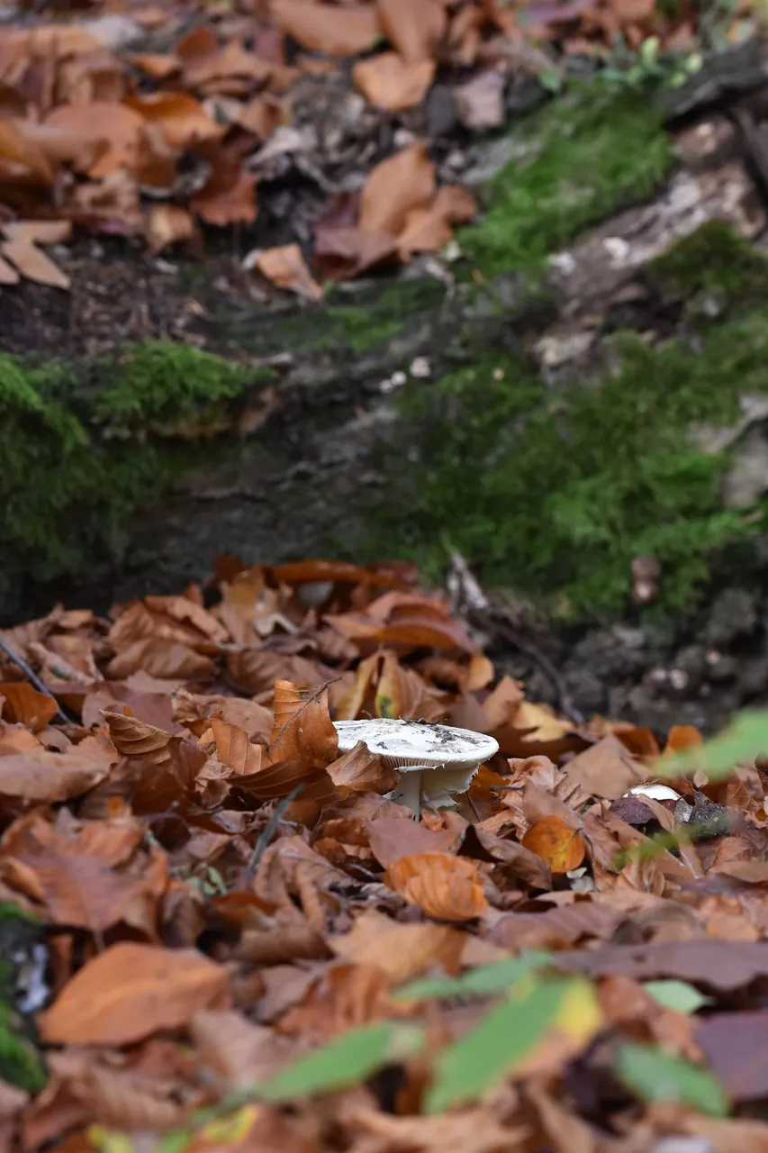 white mushroom in leaves pl 8.jpg