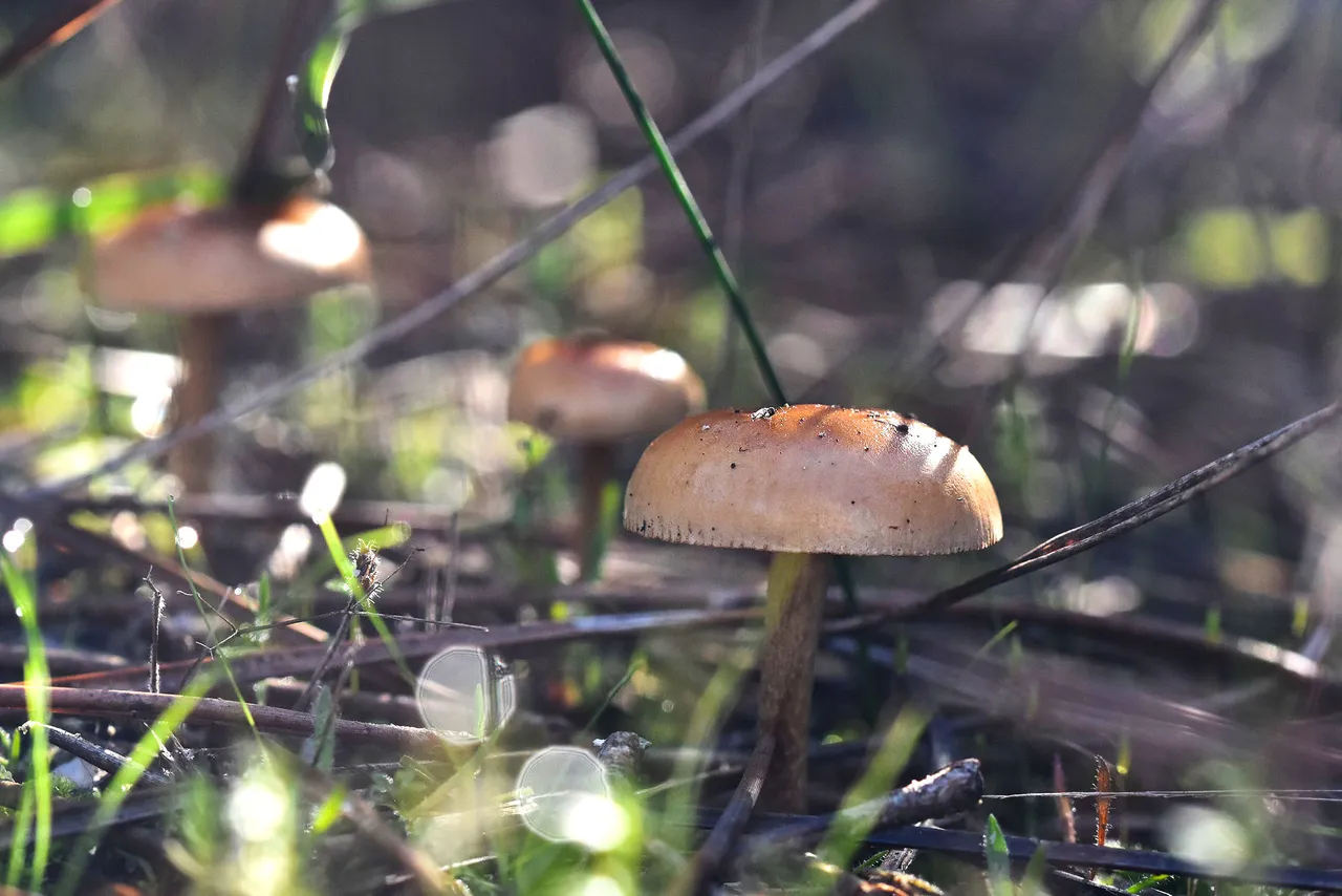 small mushrooms park 8.jpg