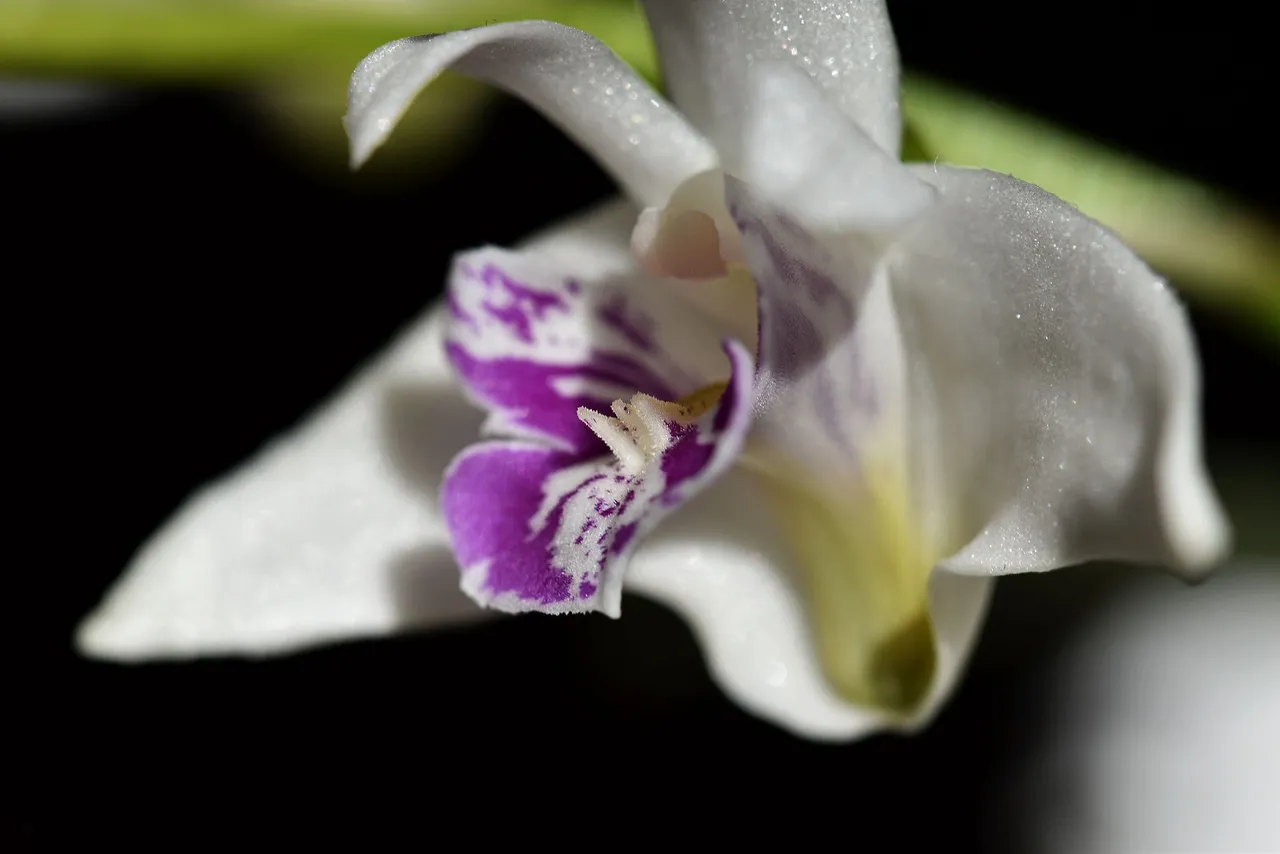 Dendrobium kingianum var. Silcockii 2023 4.jpg