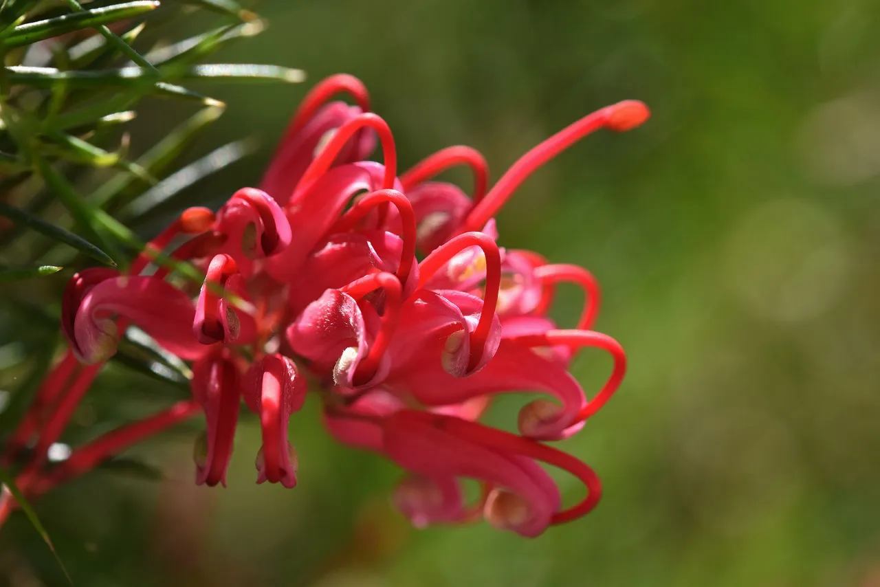 Quinta da Regaleira flowers 7.jpg