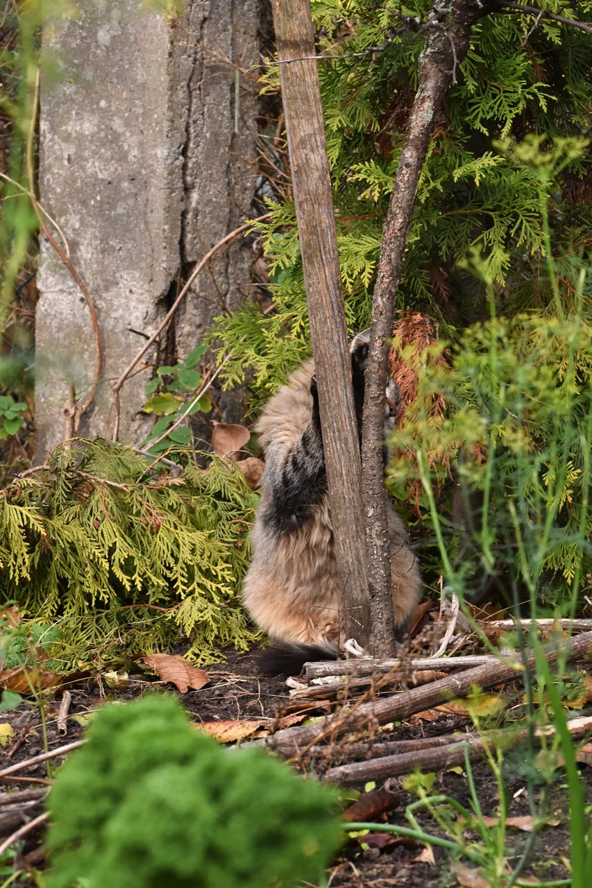 kitty pole 4.jpg