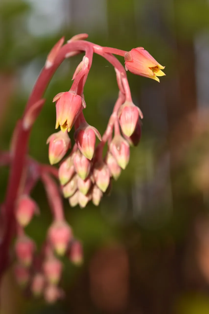 Echeveria agavoides flowers macro 1.jpg