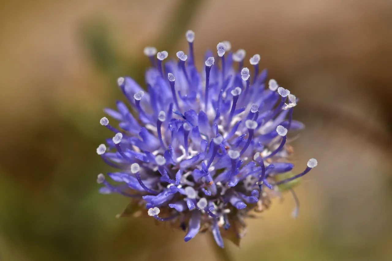 Jasione montana blue wildflower 2.jpg