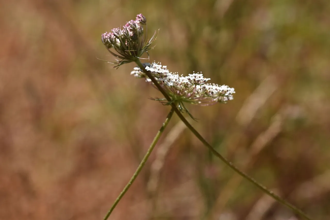 wild carrot flower.jpg