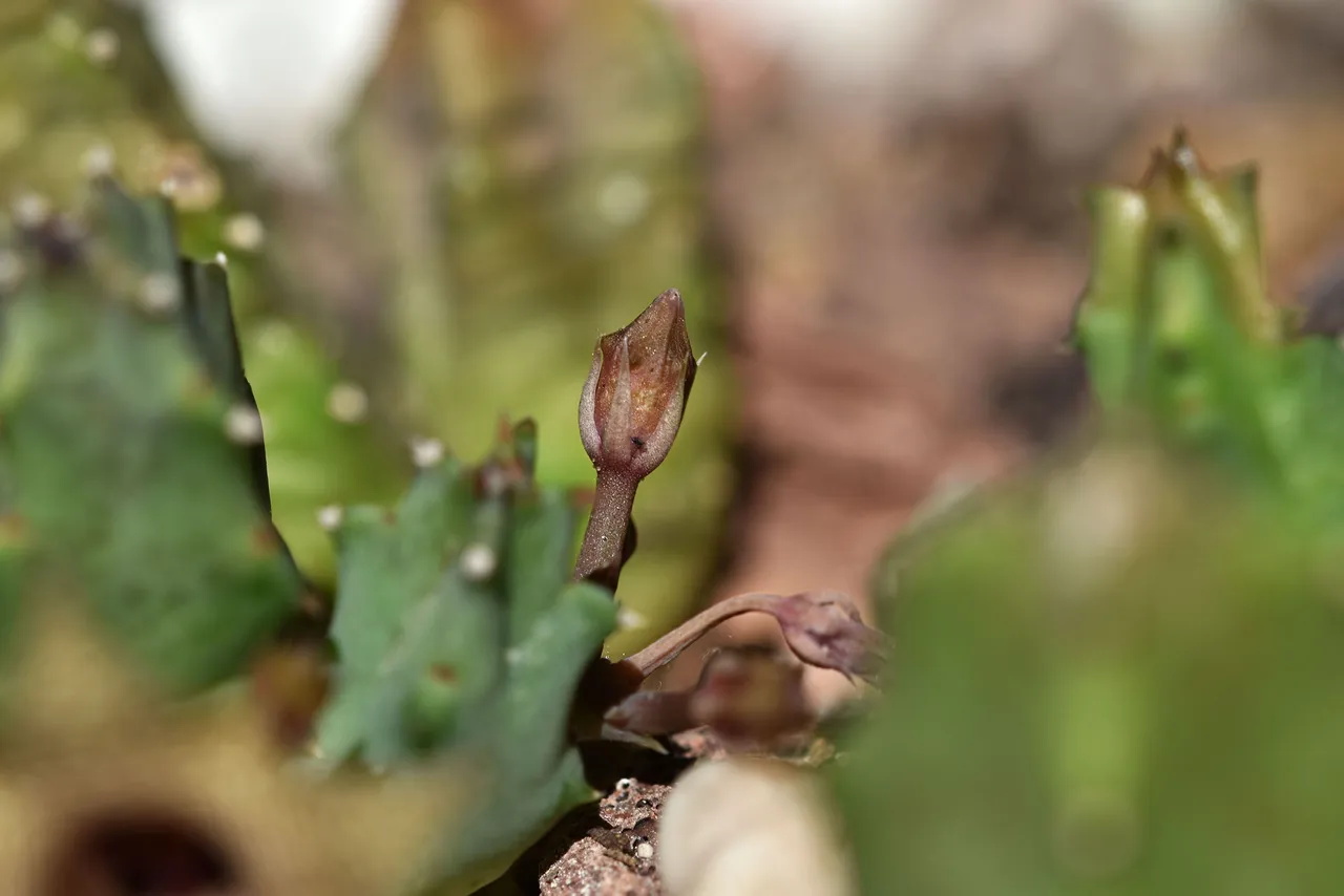 Huernia thuretii flower 2024 5.jpg