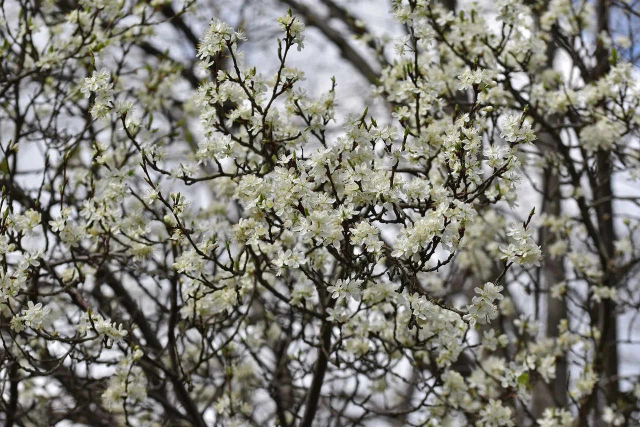 cherry blossoms pl 13.jpg