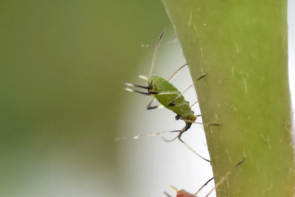 Aphid colony rose 11.jpg