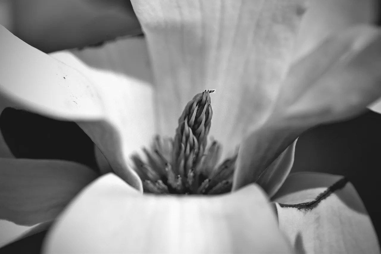 Magnolia flower bw 11.jpg