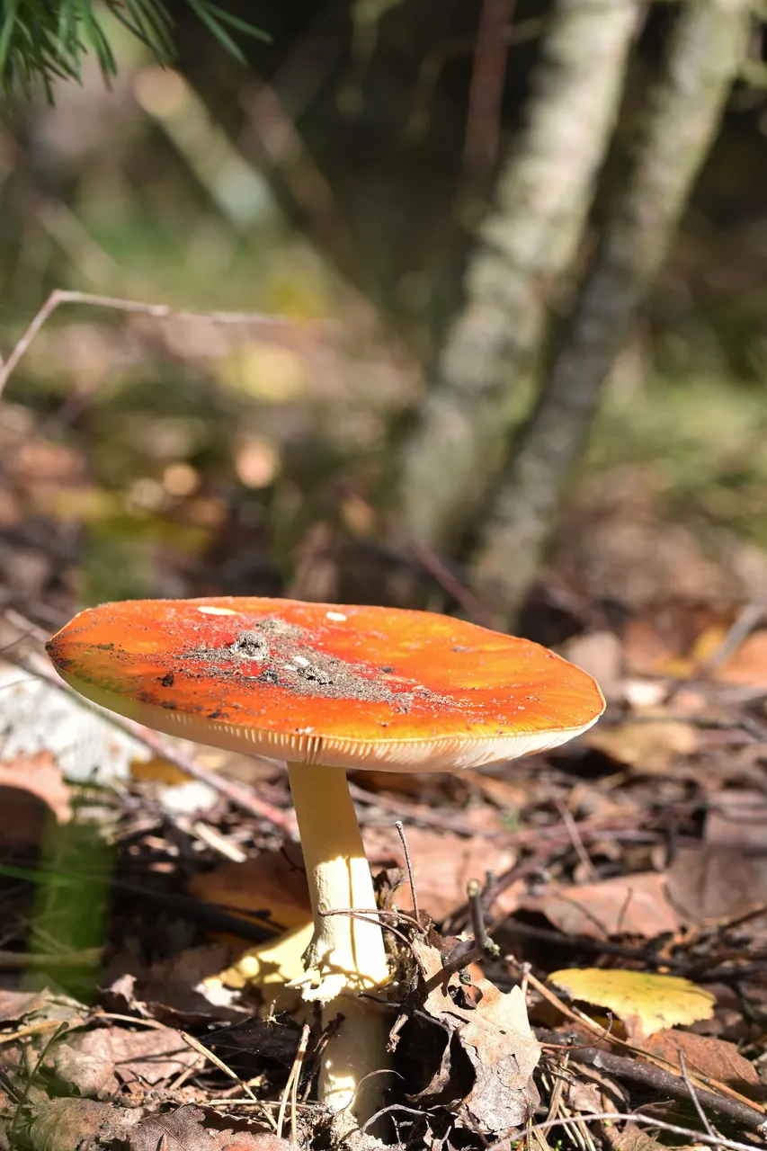 Red amanita pl 1.jpg