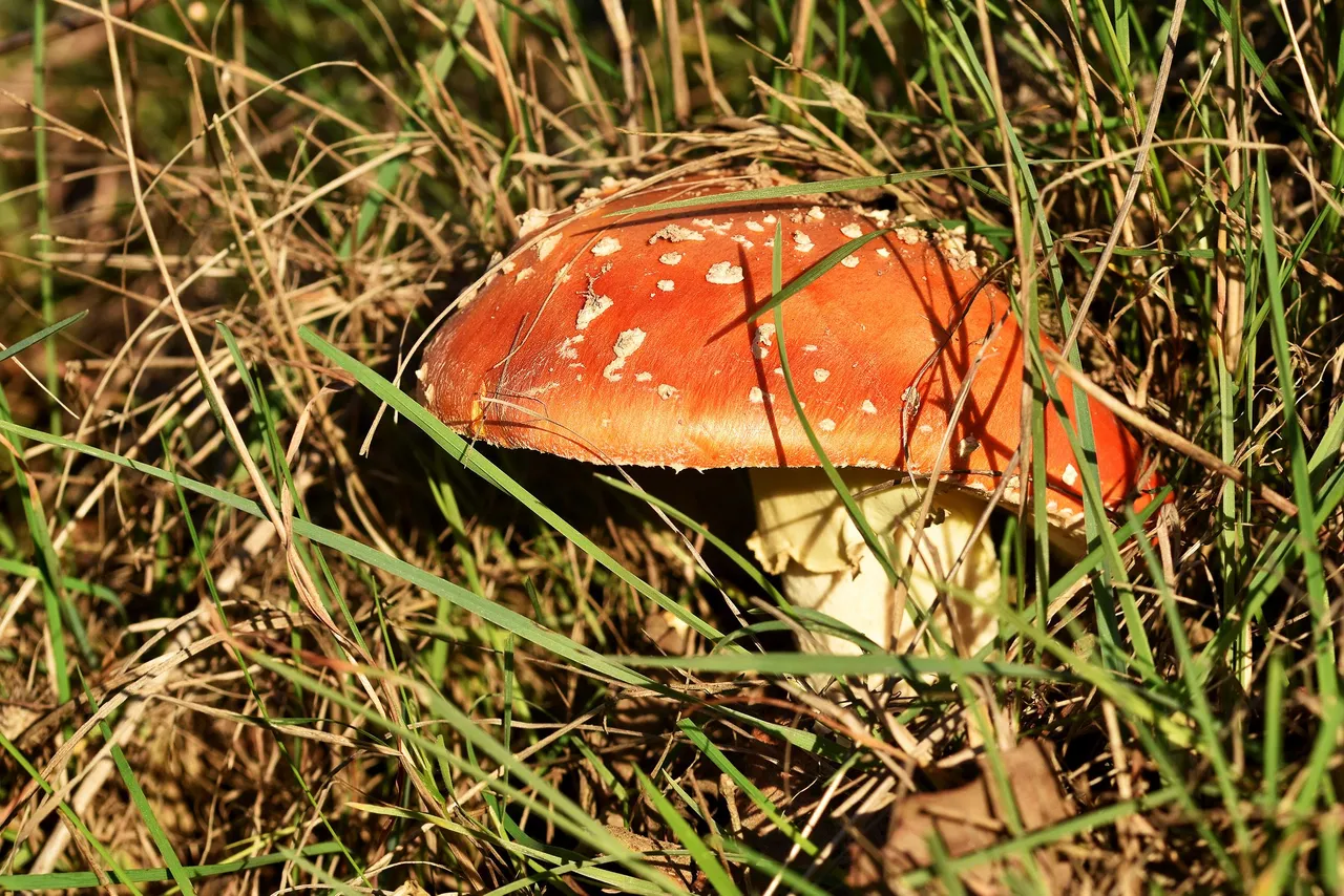 amanita sunset 2.jpg