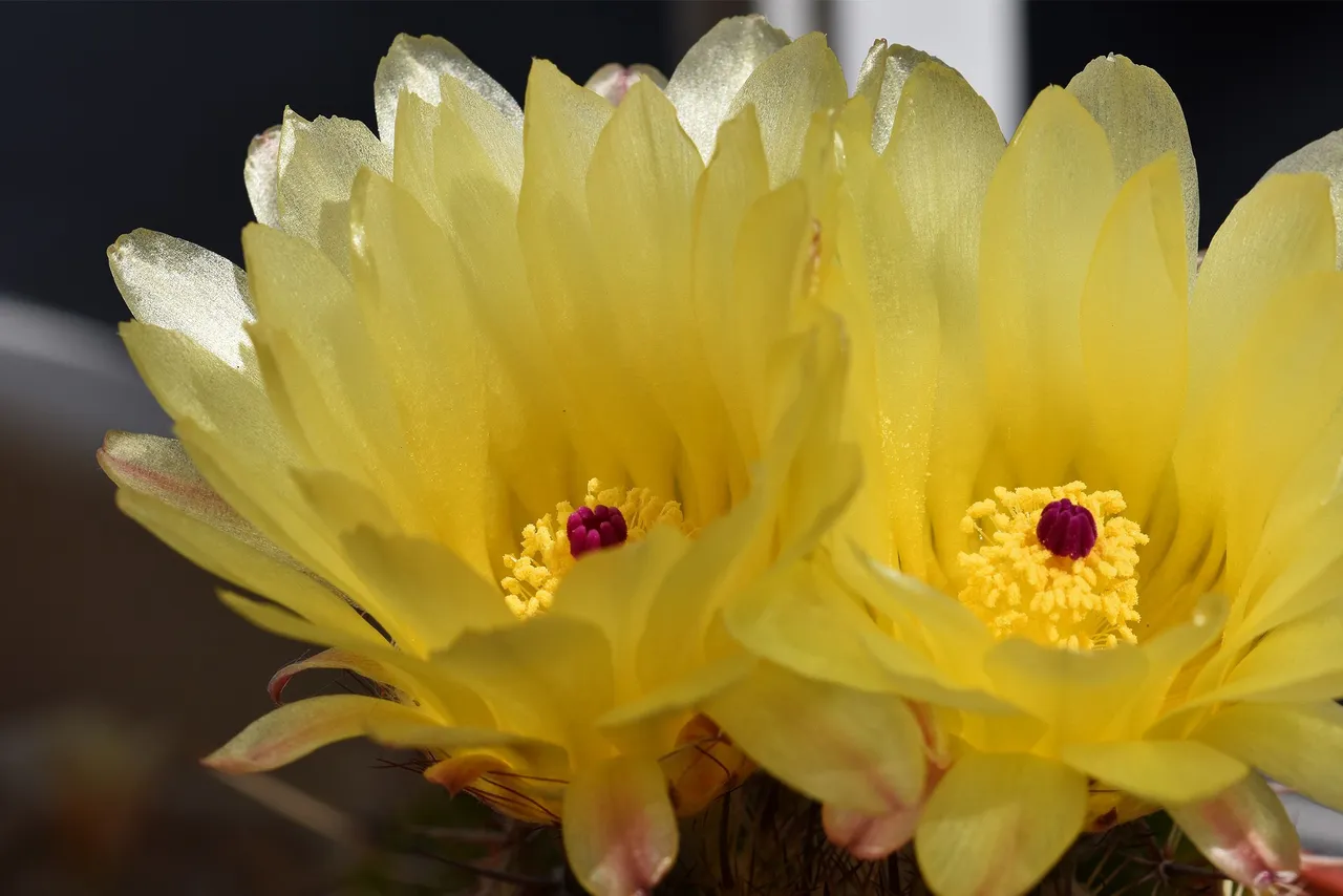 Notocactus mueller-melchersii flower 2021 3.jpg