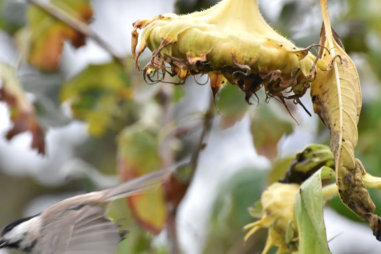 Marsh Tit pl 16.jpg