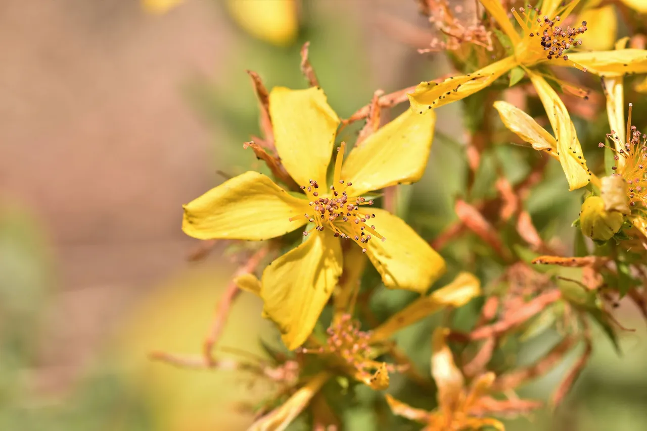 Hypericum perforatum yellow wildflower 1.jpg