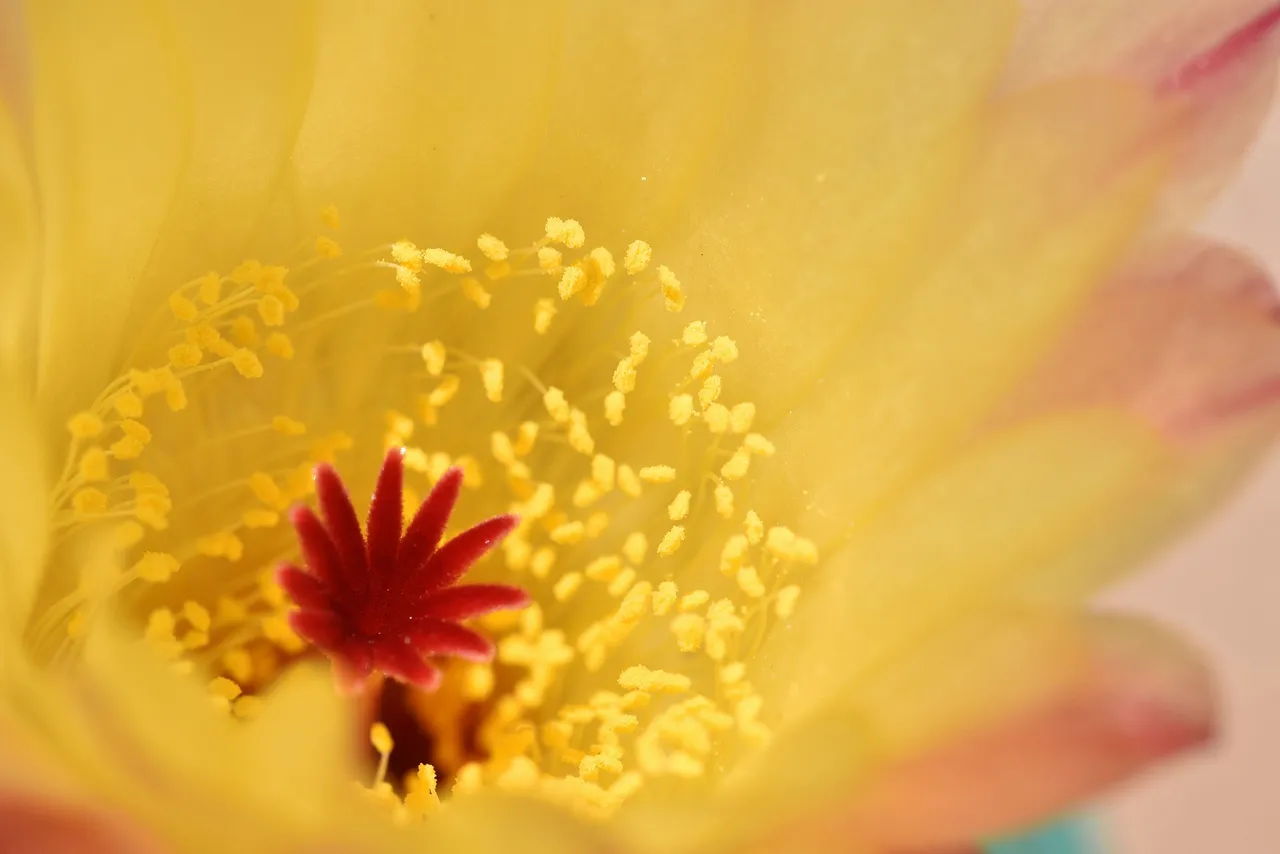 Notocactus Rubrigemmatus flower 2021 1.jpg