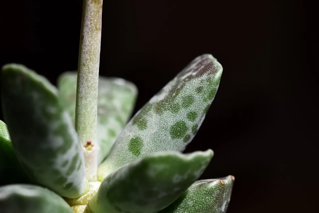 Adromischus cooperi flower 2022 4.jpg