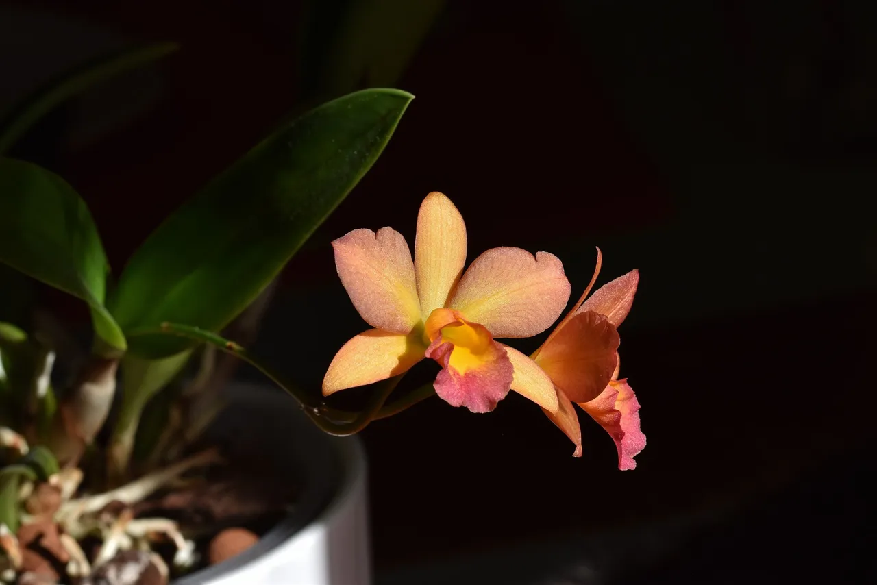 Cattleya Little Lemon Drops x Cattleytonia Why Not flower 2.jpg