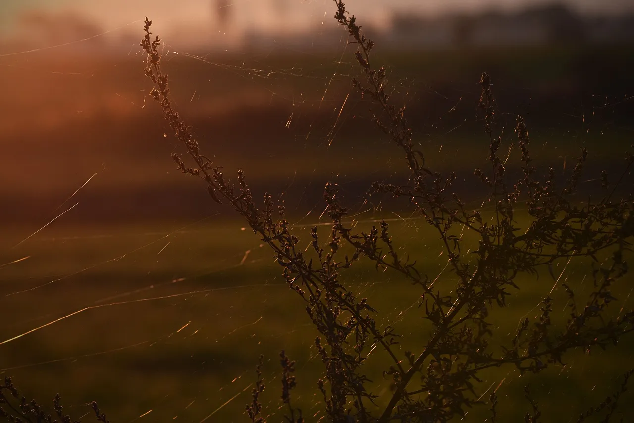sunset autumn webs 5.jpg