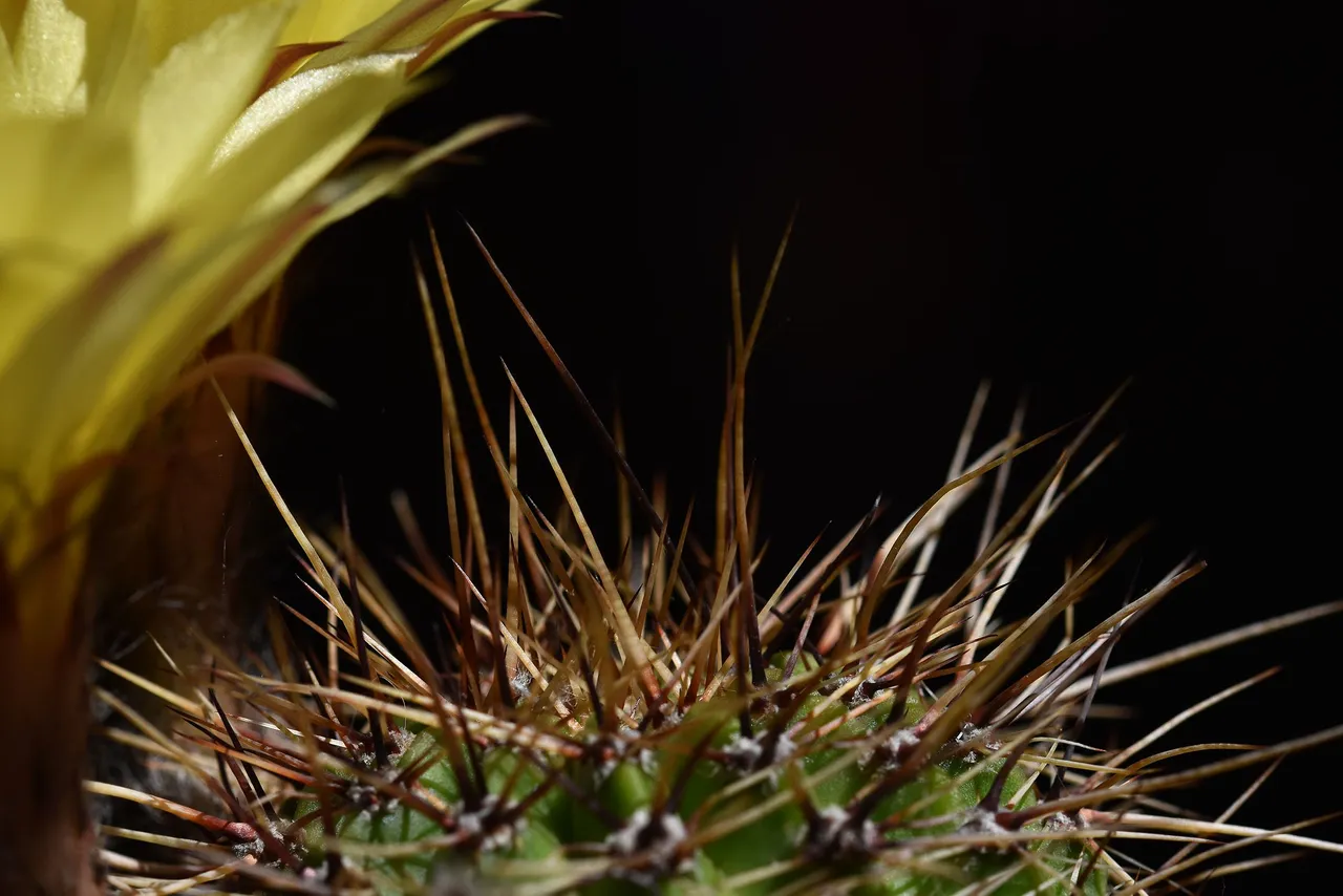Yellow lobivia no ID thorns 4.jpg