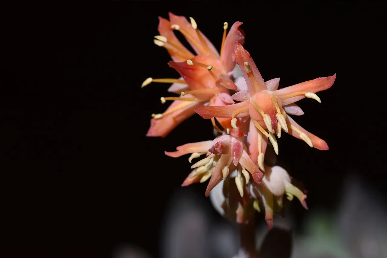 Echeveria runyonii Topsy Turvy flower  5.jpg
