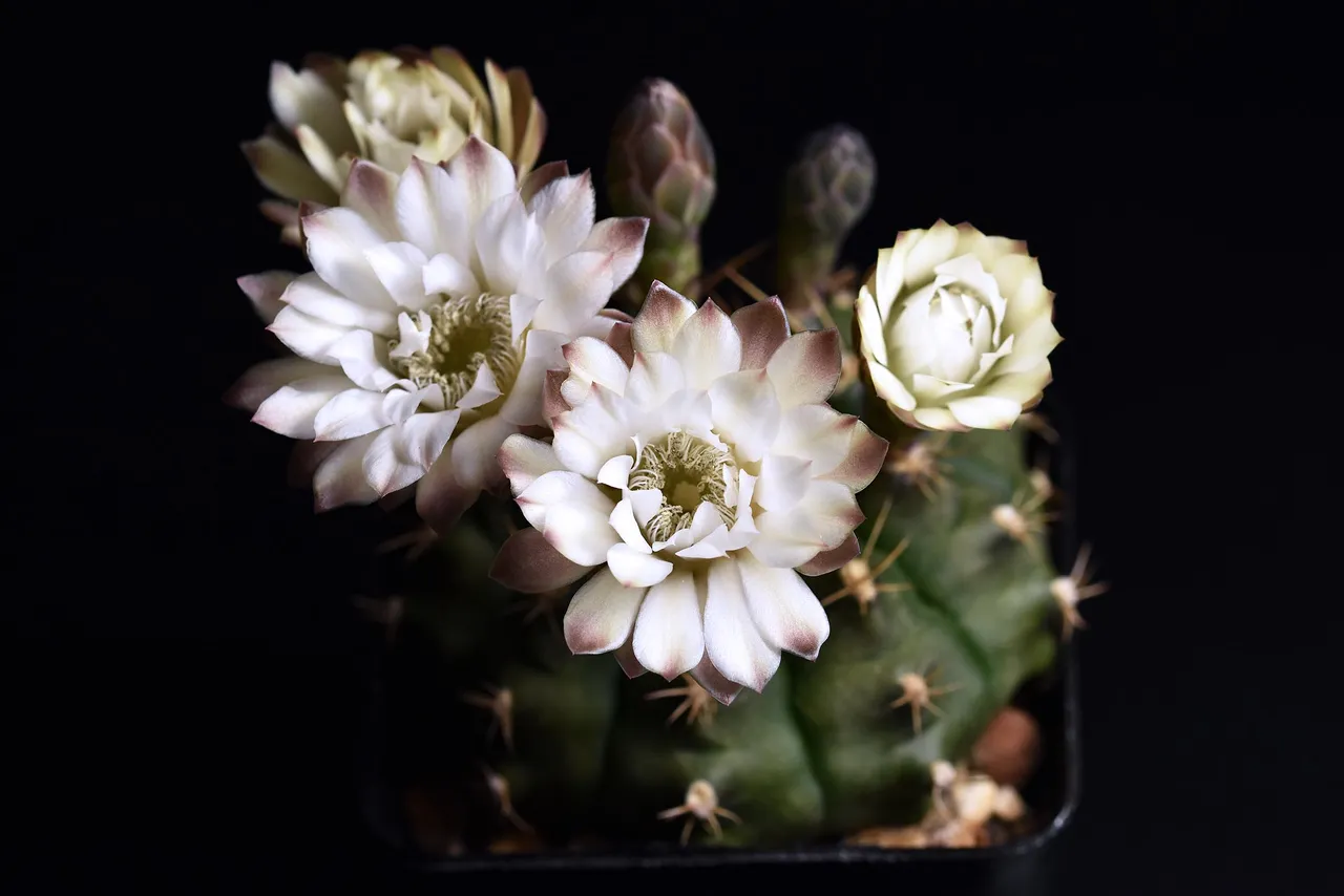 Gymnocalycium white flower 2025 13.jpg