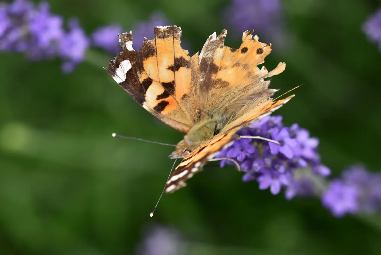Painted lady butterfly damaged 3.jpg