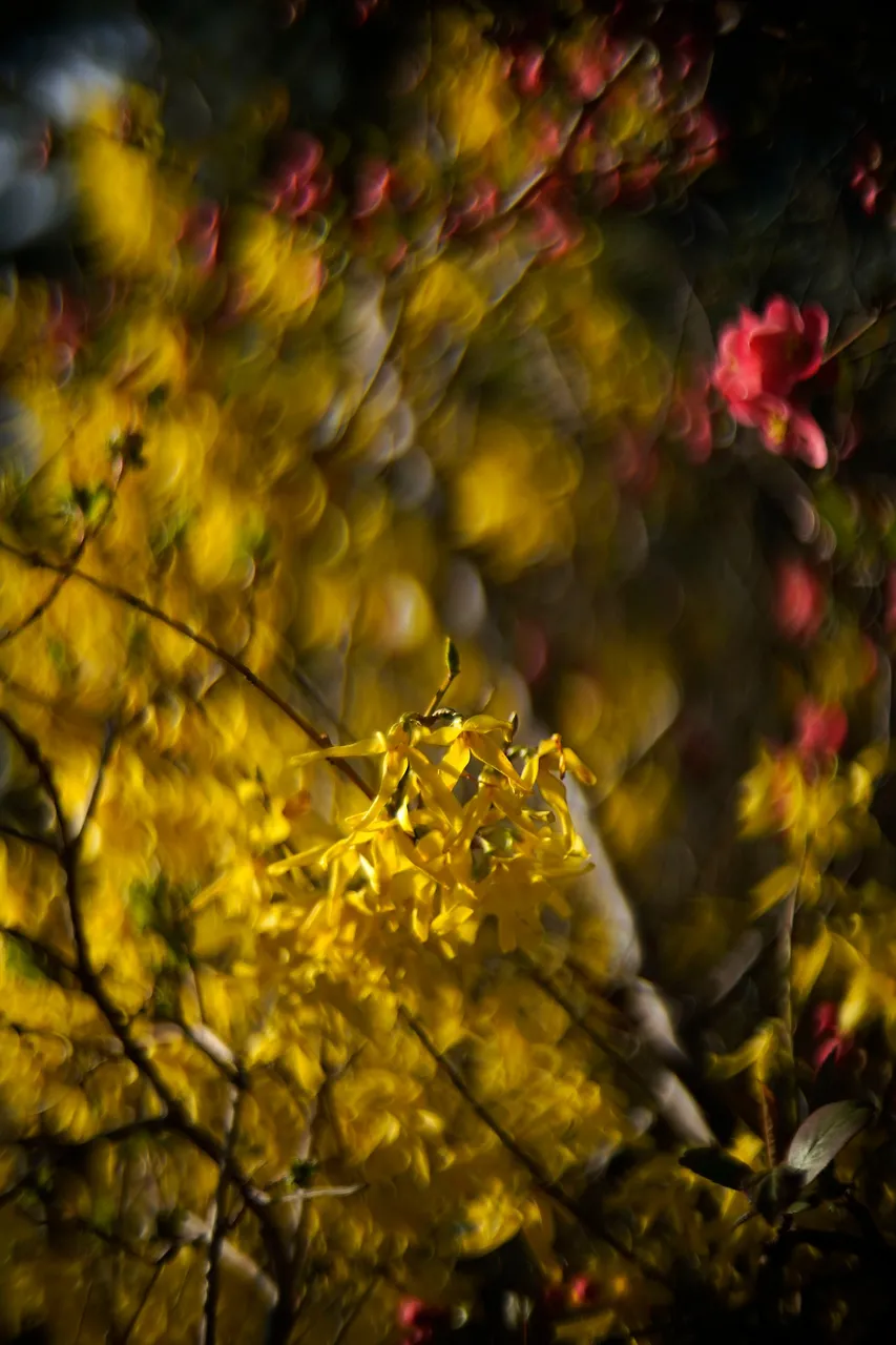 Forsycja biotar bokeh 5.jpg