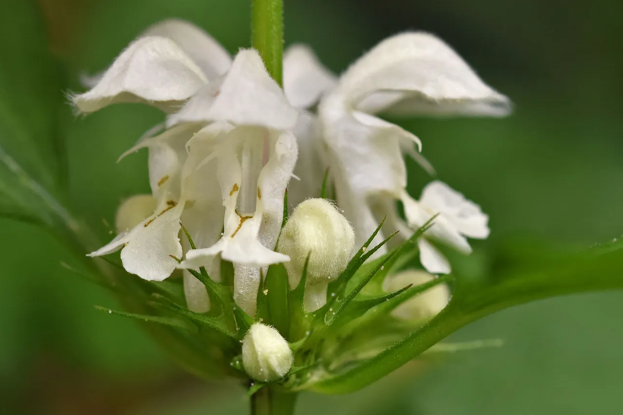 White Dead-Nettle flowers 4.jpg
