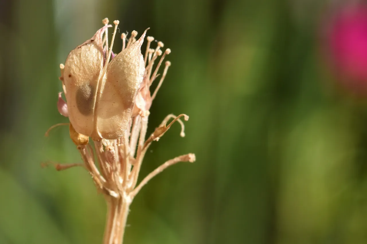 Candytuft seedpods dry 2.jpg