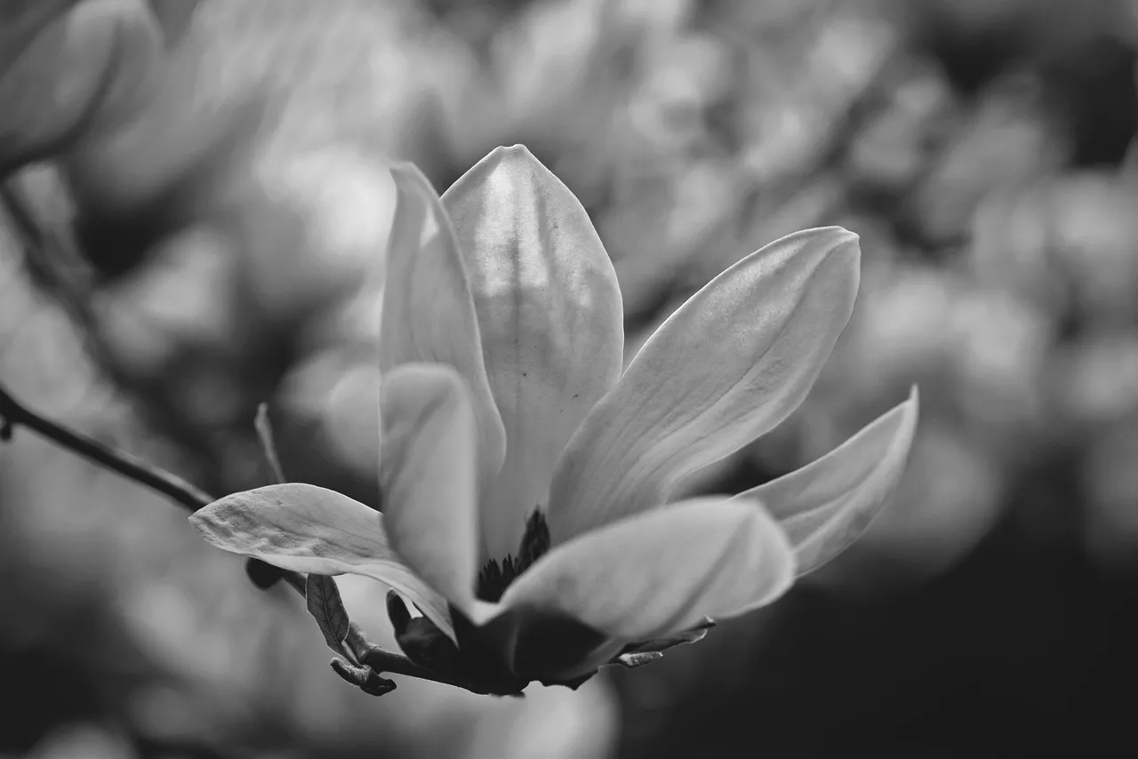 Magnolia flower bw 5.jpg