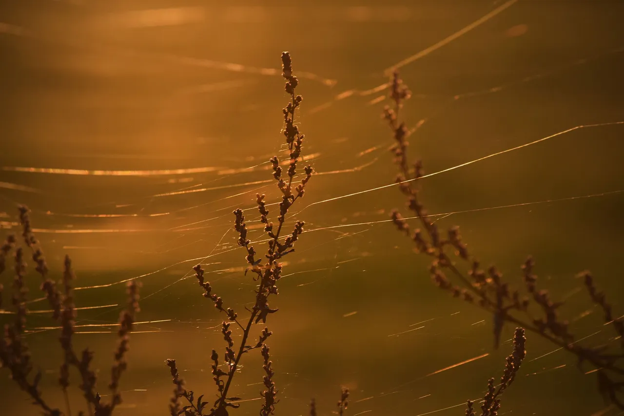 sunset autumn webs 3.jpg