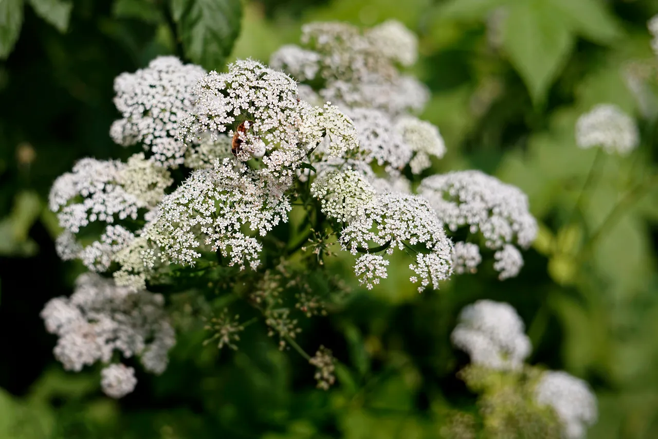 bee crab spider garden 5.jpg