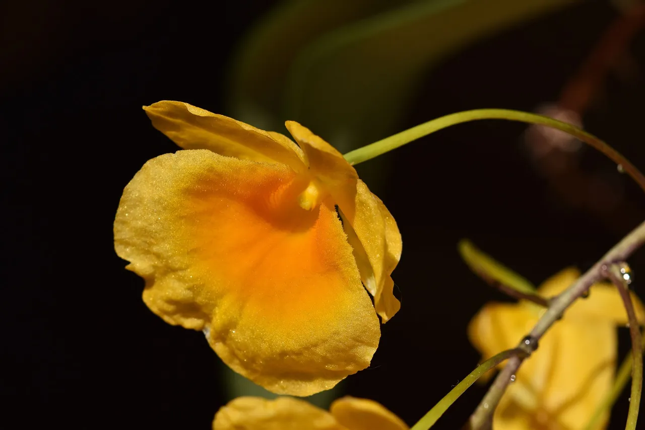 Dendrobium jenkinsii x aggregatum flower 2022 7.jpg
