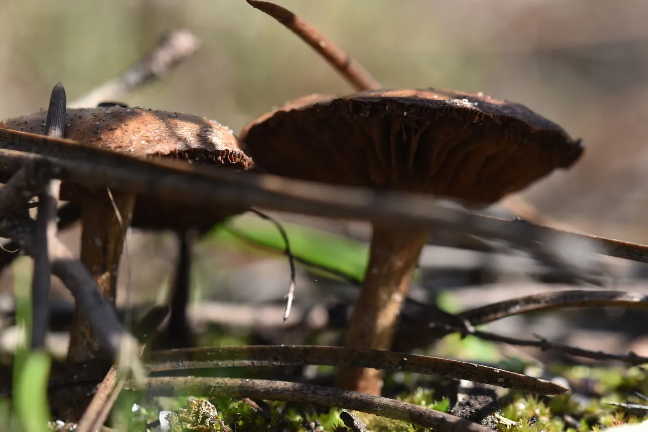 mushrooms feb 4.jpg
